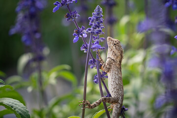 Close up chameleon (Chamaeleo calyptratus) on lavender flowers . Other common names include...