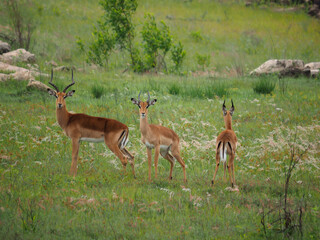 Naklejka na ściany i meble A mature male Kudu (Tragelaphus strepsiceros) in the African Veld with females in the background