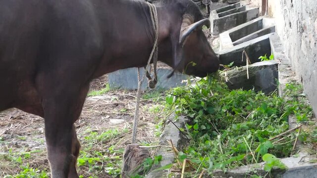 A close up video clip of domestic water buffalo in northern himalayan region in India eating grass.