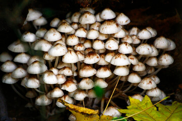 mushrooms on the tree