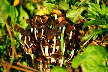 mushrooms in the forest