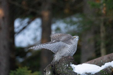 goshawk