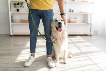 Unrecognizable young man holding golden retriever on leash, ready for walk, free space