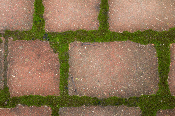 Moss growing in the joints between the paving stones - obrazy, fototapety, plakaty