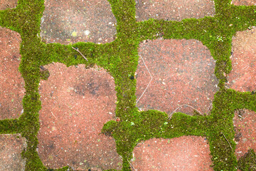 Moss growing in the joints between the paving stones