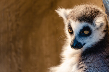 ワオキツネザル