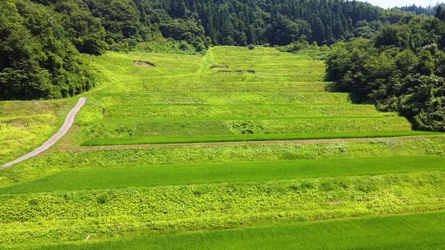 日本の棚田百選『大蕨（おおわらび）の棚田』です。夏に撮影しました。