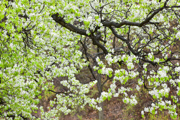 On rainy days, the pear trees in the mountain village are full of white pear flowers