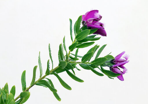 Flowering  myrtle-leaf milkwort branch