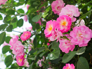 Obraz premium Colorful roses bloom in spring