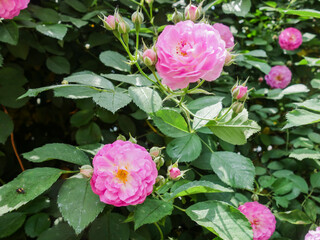 Colorful roses bloom in spring