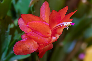 esplosione di petali rossi