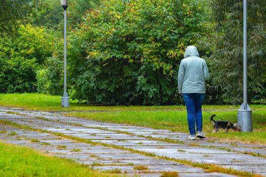 rear view, an adult woman in an autumn warm jacket walks with a dog in a city park, along an alley, bending over and looking at the phone in her hand during a fine drizzle