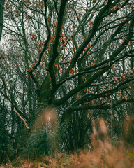 Bare trees in autumn