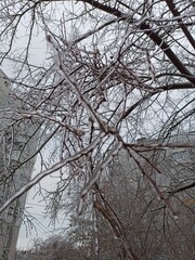Frozen in the ice tree branches. Frozen tree branch in winter.