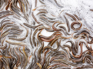 In a farmer's market, a variety of seafood are stacked and sold, including crabs, conch, sea shrimp, skin shrimp, clams, river crabs, mirror fish and so on.