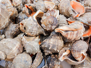 In a farmer's market, a variety of seafood are stacked and sold, including crabs, conch, sea shrimp, skin shrimp, clams, river crabs, mirror fish and so on.