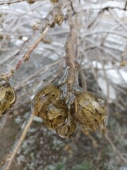 Frozen in the ice tree branches. Frozen tree branch in winter.