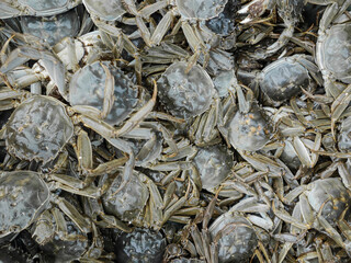 In a farmer's market, a variety of seafood are stacked and sold, including crabs, conch, sea shrimp, skin shrimp, clams, river crabs, mirror fish and so on.