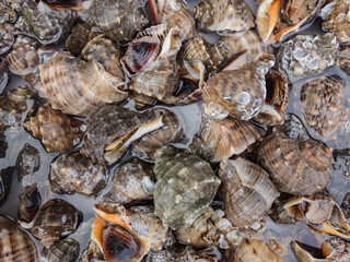 In a farmer's market, a variety of seafood are stacked and sold, including crabs, conch, sea shrimp, skin shrimp, clams, river crabs, mirror fish and so on.