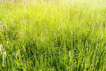 Fototapeta na wymiar Bright green grass, lush meadow background