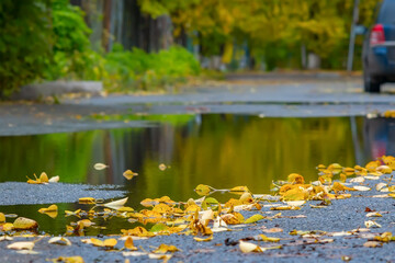 a sad view of fallen dry yellow leaves of trees lying on wet asphalt on the road near a puddle...