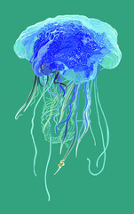 Blue star jellyfish pictures, tentakel, poisonous, art.illustration, vector