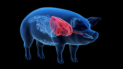 3d rendered illustration of the porcine anatomy - the lung