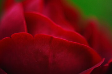 Petals of bright red roses with yellow nectar under the rays of the sun