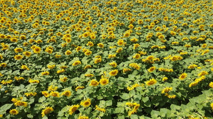 Sunflower field, top view. Sunflower plants bloom in a farmer's field.