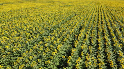 Sunflower field, top view. Sunflower plants bloom in a farmer's field.