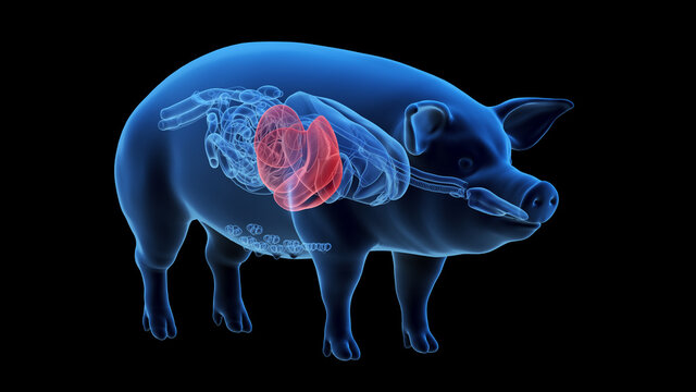3d rendered illustration of the porcine anatomy - the liver