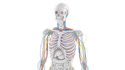 3d rendered illustration of the upper body anatomy