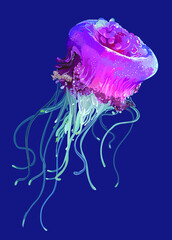 cephea cephea pictures, poisonous, tentakel, art.illustration, vector