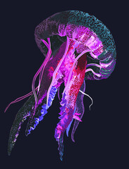 Lions mane jellyfish pictures, poisonous, danger, art.illustration, vector © Uking