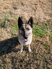German Shepherd Siberian Husky mix dog outdoors smiling at the viewer