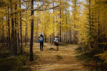 Fototapeta premium Travelers in the larch forest in autumn