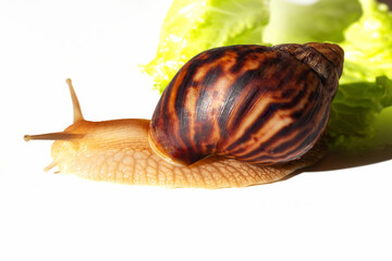 Giant tropical brown snail Achatina eating green lettuce over white background. Baby Snail akhatina with a shell macro photography. Close-up of a mollusk.