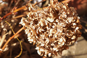 枯れたアジサイの花　12月