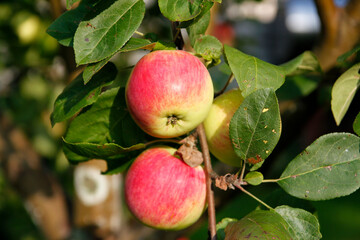 apples on a tree branch
