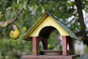 Bird feeder in the garden