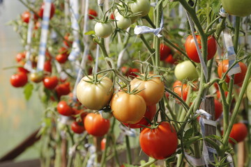 Greenhouse with tomatoes and peppers
