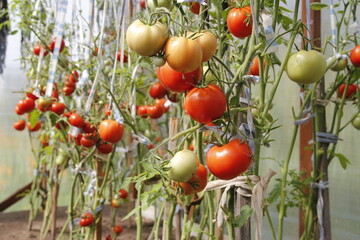 Greenhouse with tomatoes and peppers