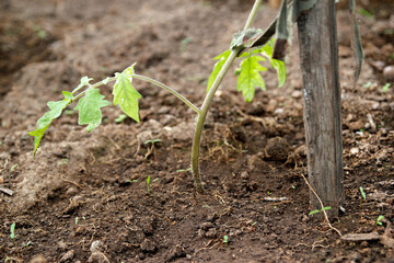 Tomato and pepper seedlings in a greenhouse