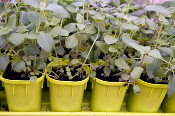 Seedlings in boxes for planting