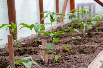 Tomato and pepper seedlings in a greenhouse