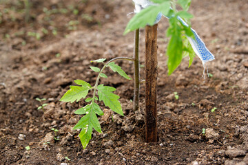 Tomato and pepper seedlings in a greenhouse