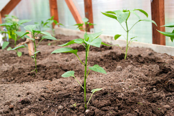 Tomato and pepper seedlings in a greenhouse