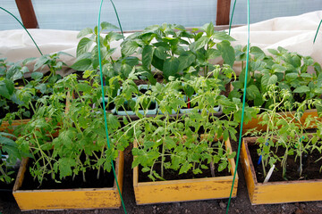 Seedlings in boxes for planting