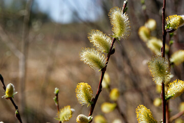 Fototapeta premium Blossoming spring willow twig with buds